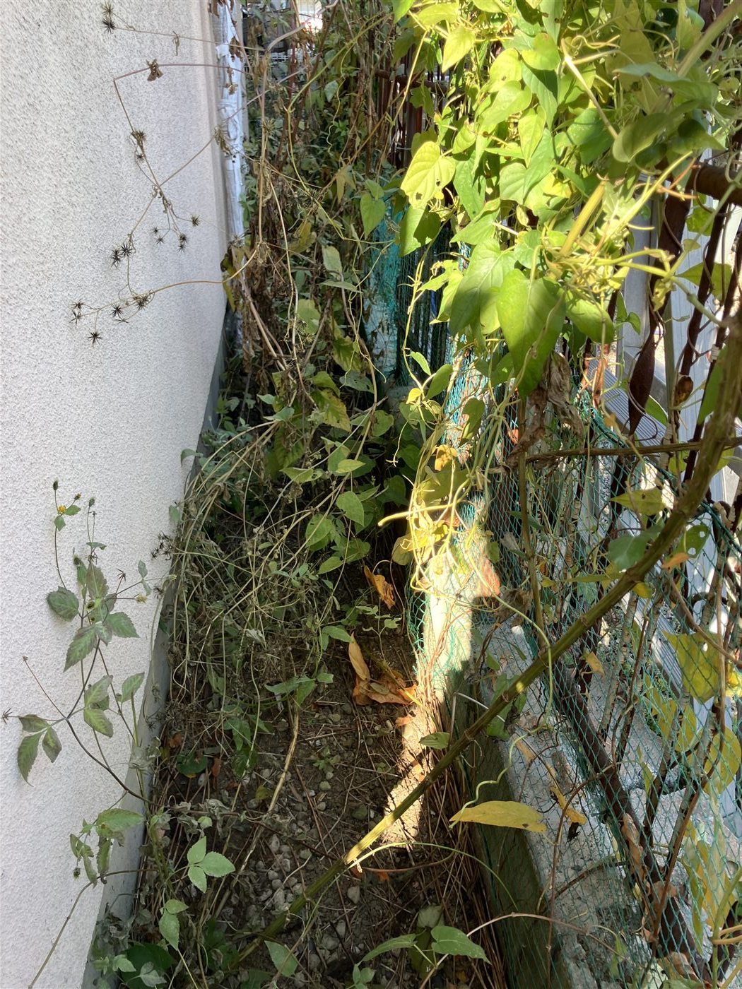 つるや雑草が伸びて奥が見えにくくなっている建物裏の作業前写真