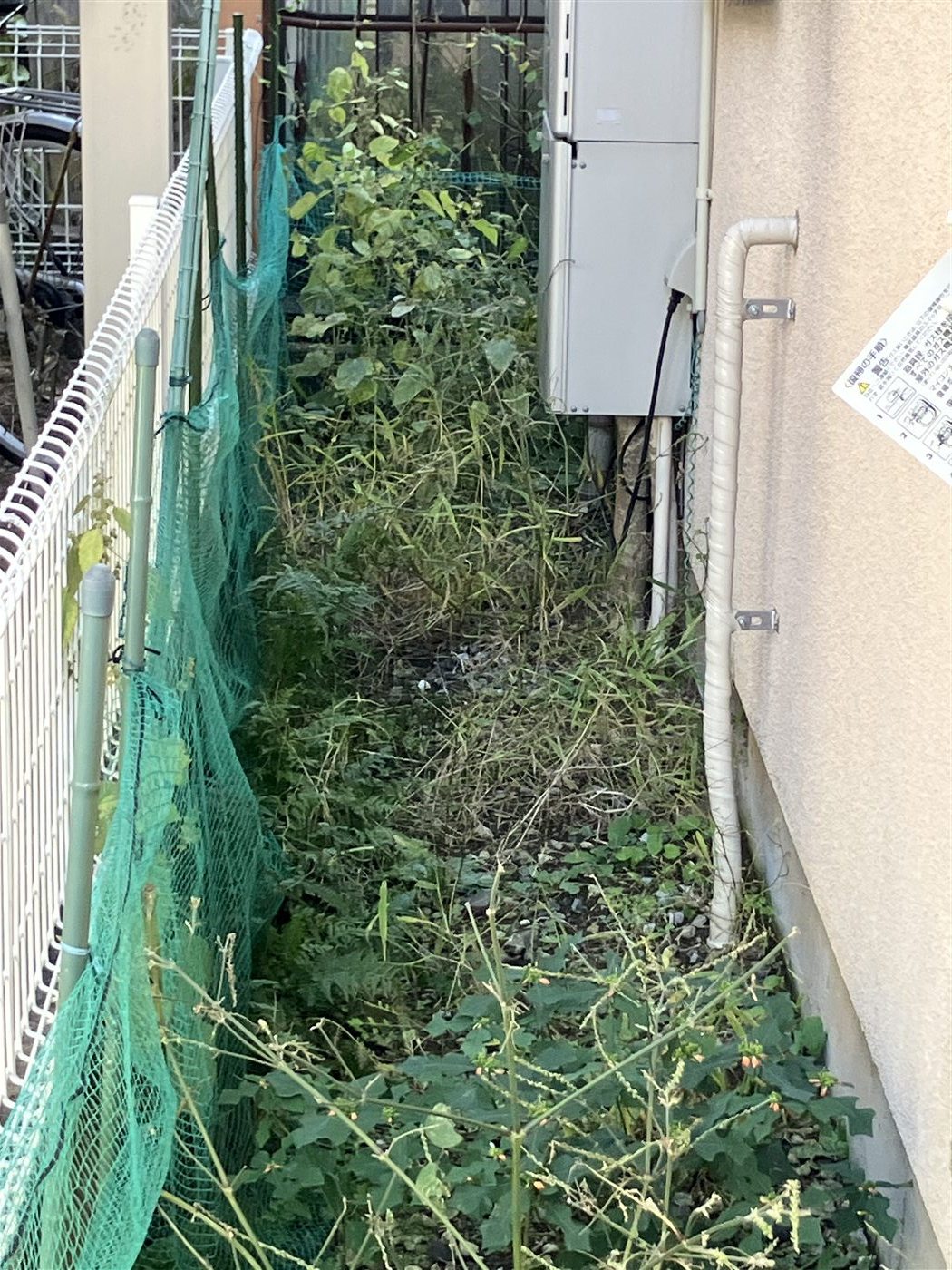雑草が伸びて通路が見えにくくなっている建物横の作業前写真